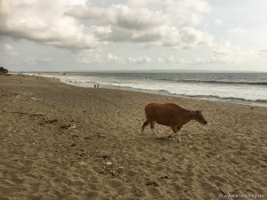 Ja, das ist eine Kuh. Am Strand. Warum sollen die Menschen den auch ganz für sich haben?